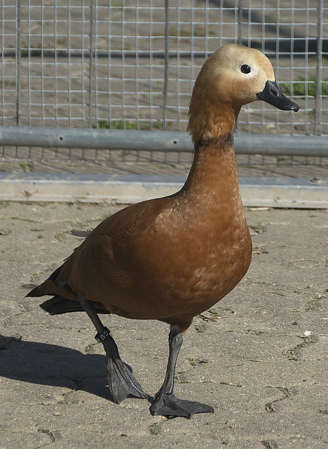斯帕莱蒂深